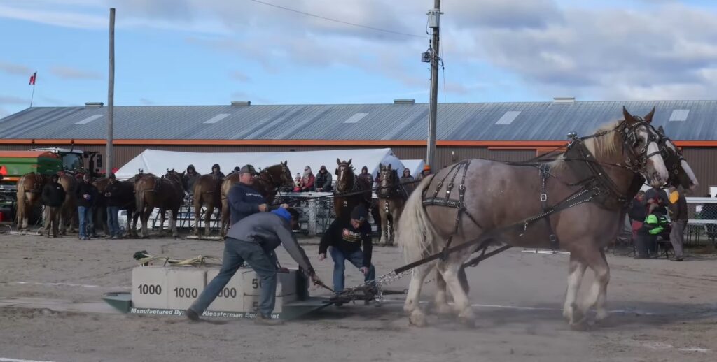 Norwood Fall Fair - Season Ends