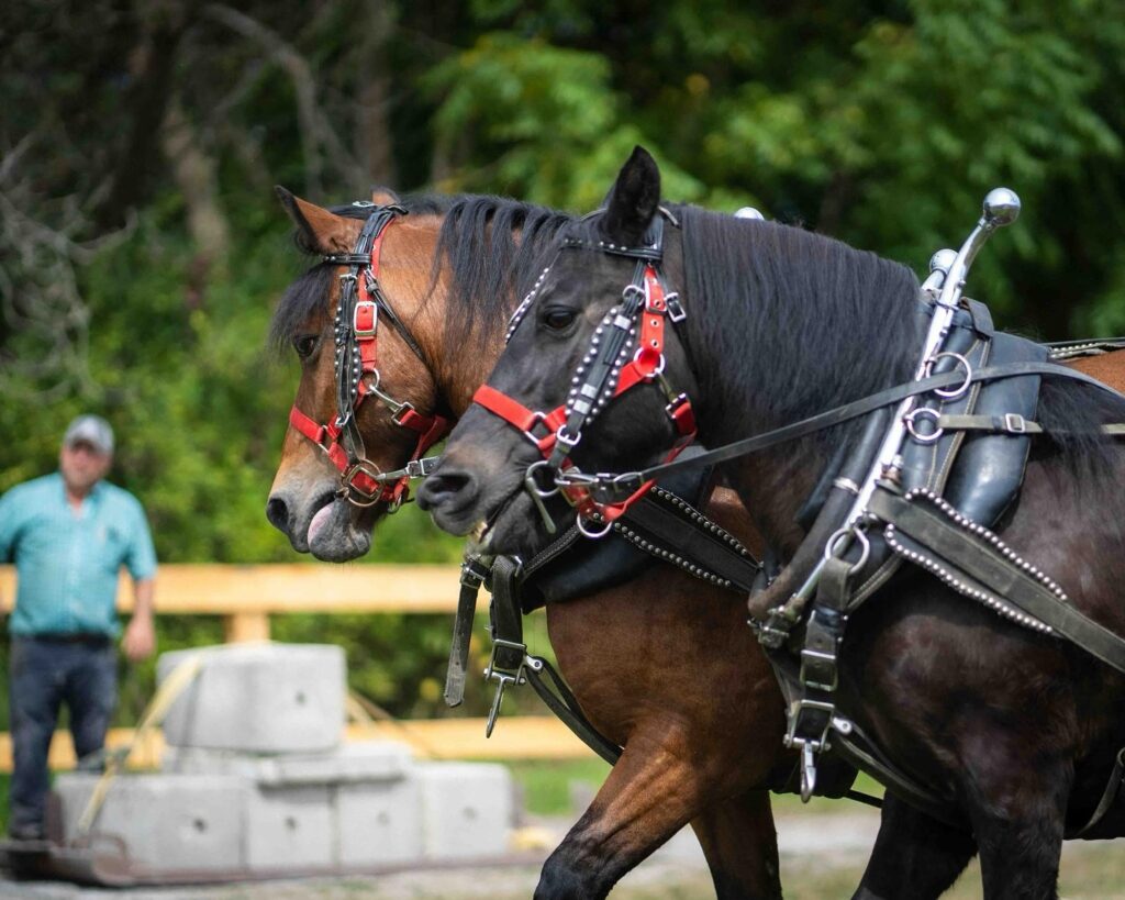 Warkworth Fall Fair