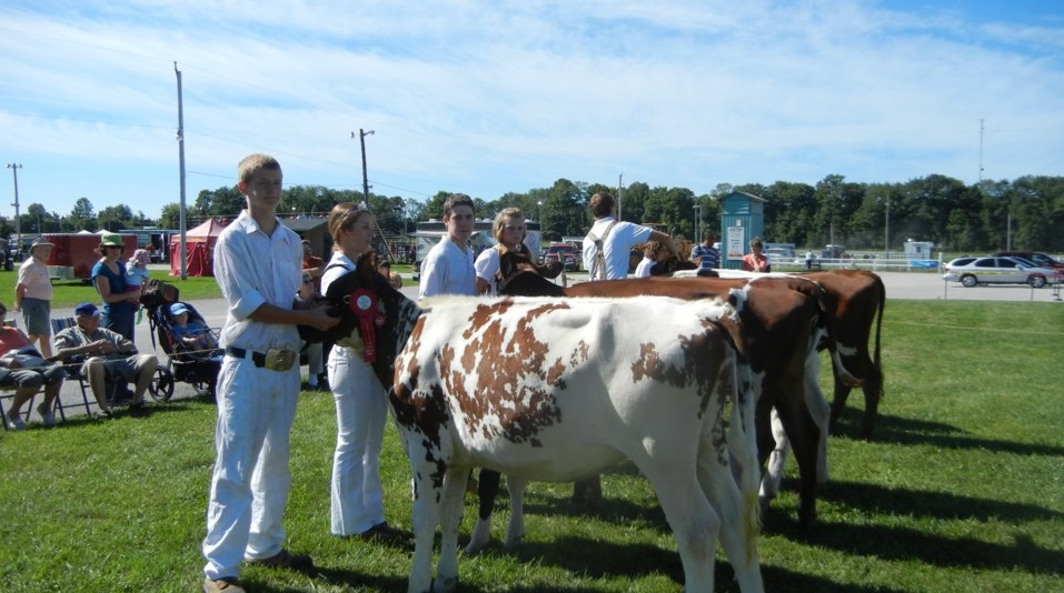 Judging the Cows