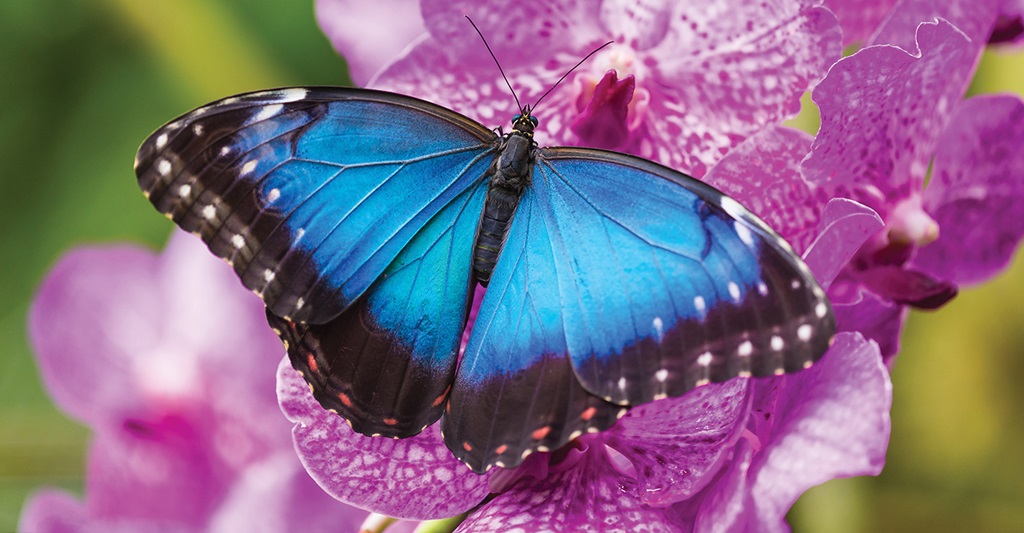 Cambridge Butterfly Conservatory