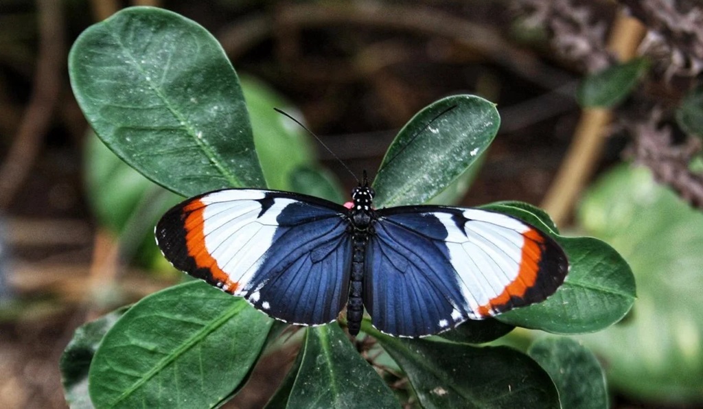 Cambridge Butterfly Conservatory