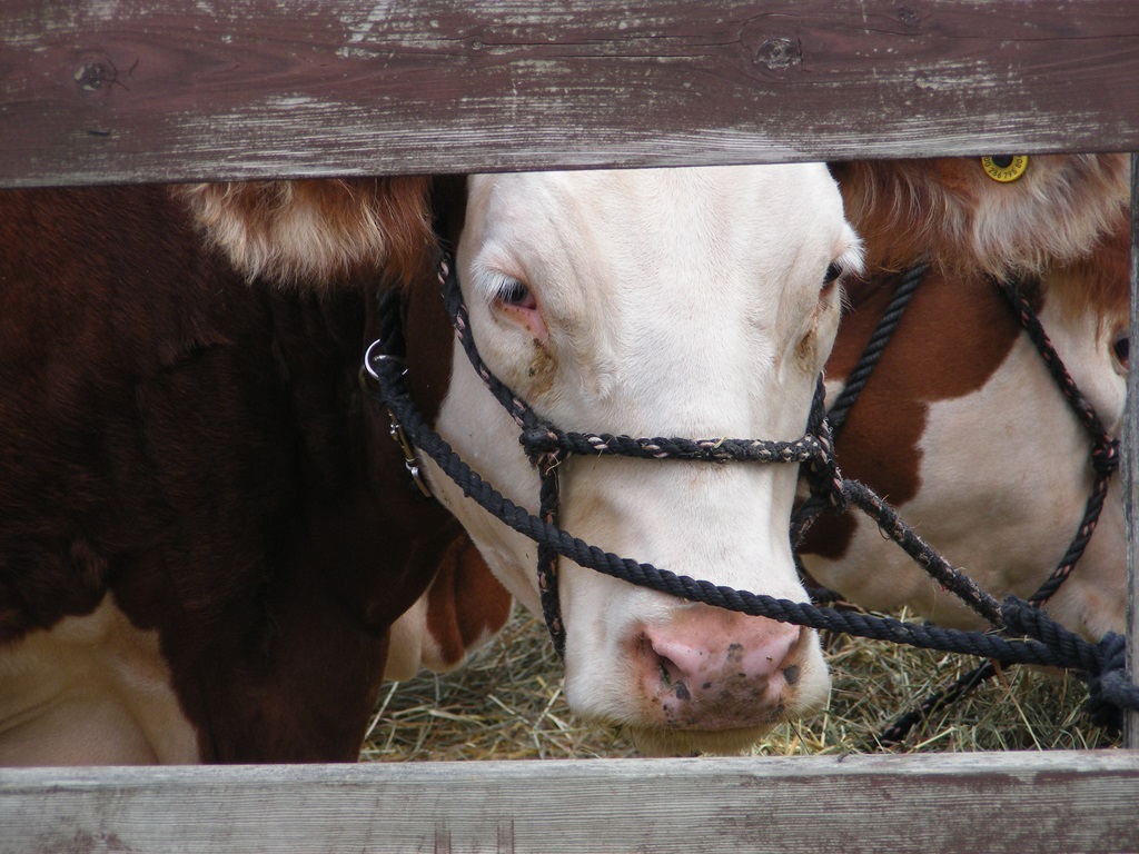 Ontario Agricultural Fairs - Port Perry