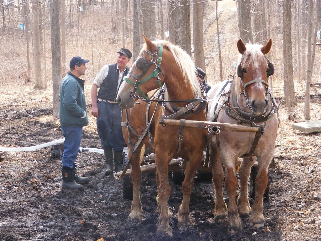 Elmira Maple Syrup Festival