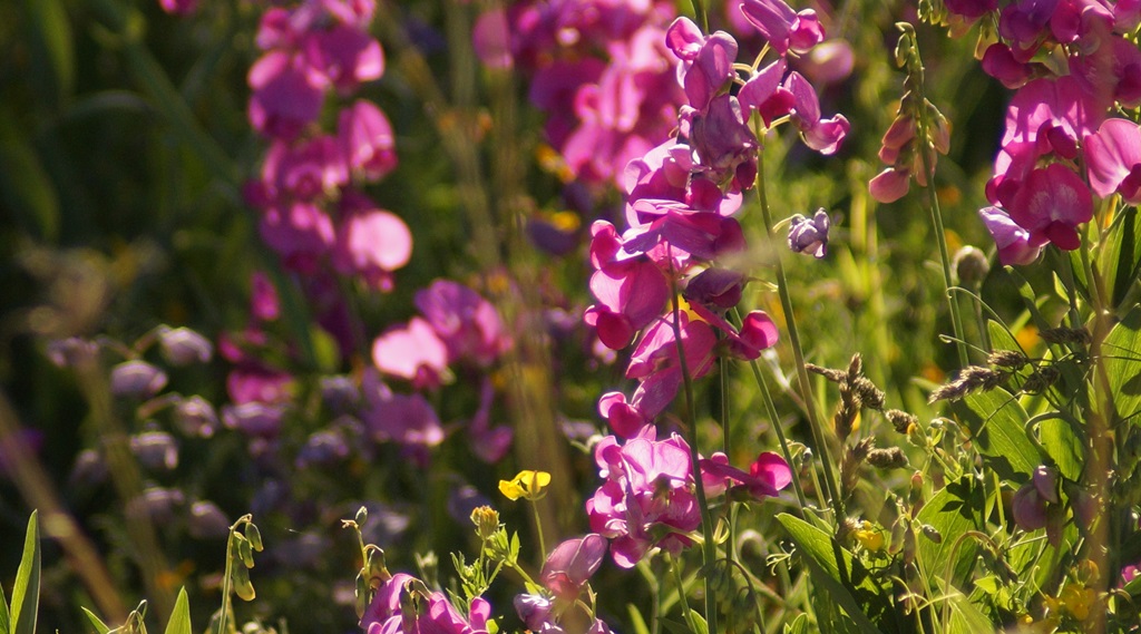 Wildflowers