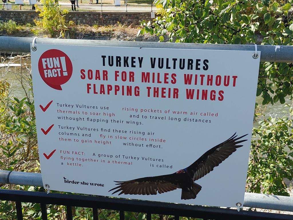 Port Hope Turkey Vulture Festival