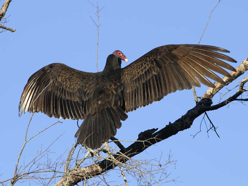 Turkey Vulture spreading its wings
