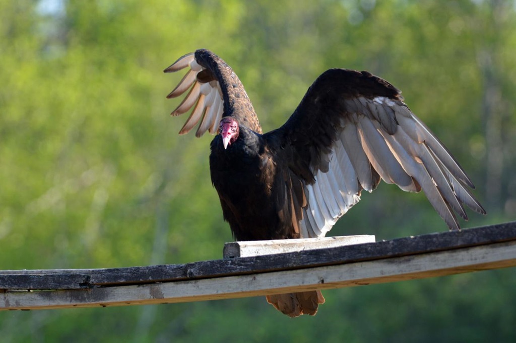 Grand River turkey vulture