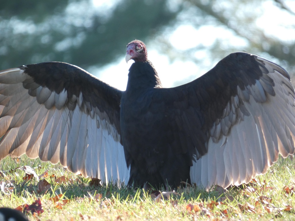 Turkey Vulture spreading its wings