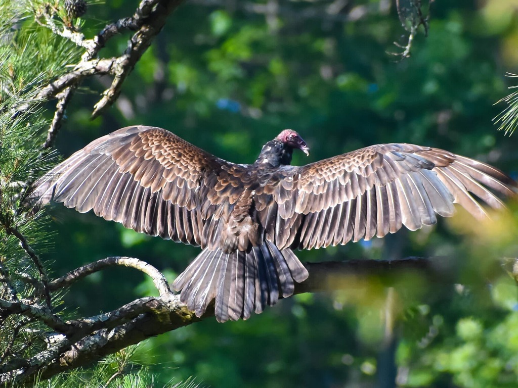 Turkey Vulture spreading its wings