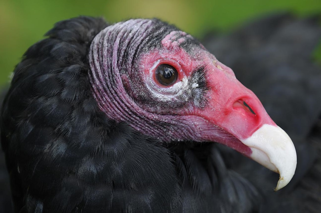 Turkey vulture roosting — Port Burwell, Ontario