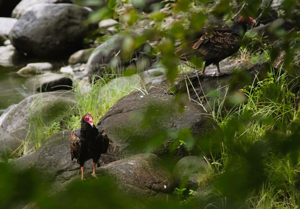 turkey vulture near the Grand River in Kitchener