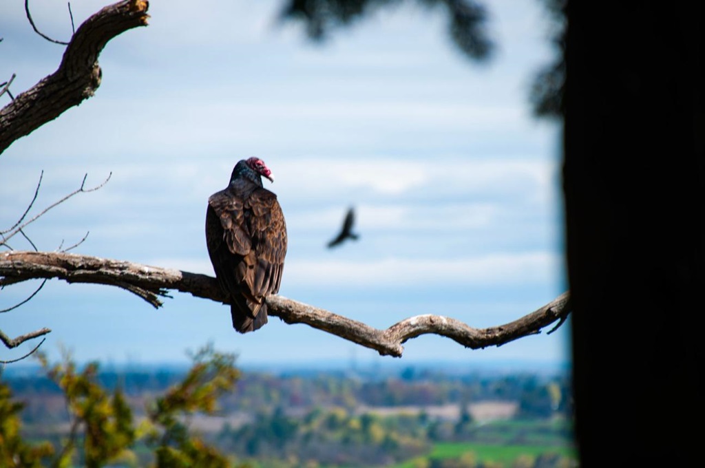 Turkey vulture near the Grand River — Kitchener, Ontario