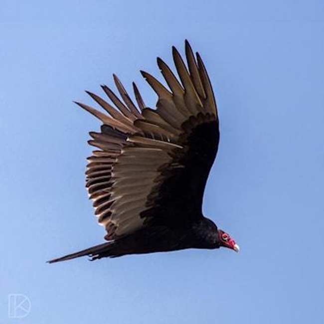 Guelph turkey vulture in flight.
