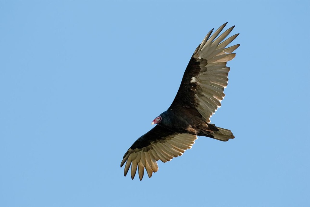 Turkey vulture in flight — Guelph, Ontario