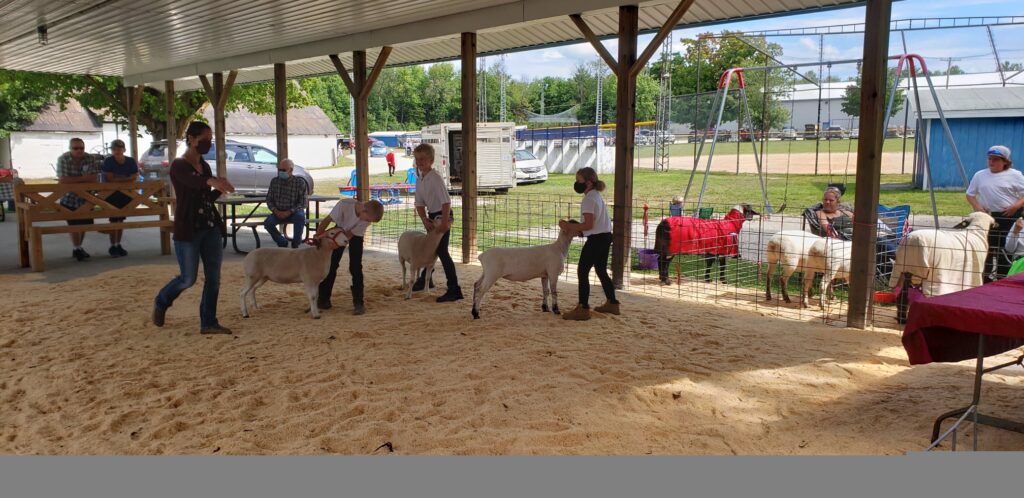 Sheep at the Sydenham Fall Fair