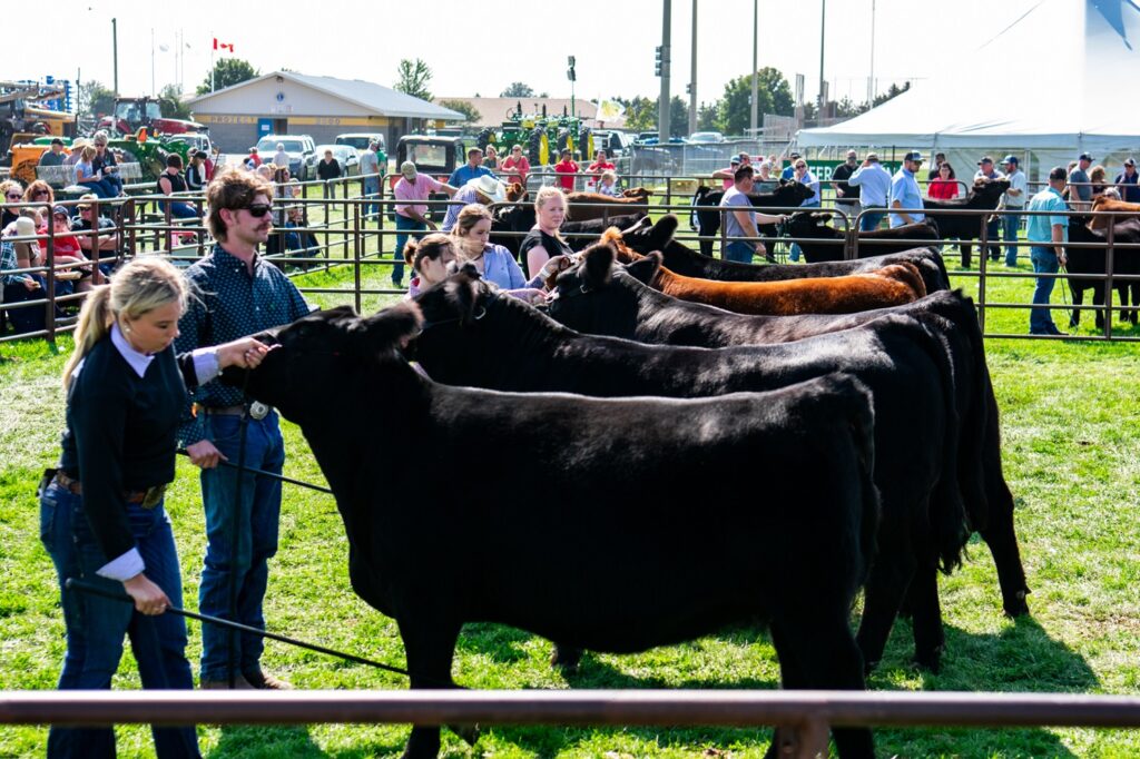 Cow judging at the Glencoe Fair