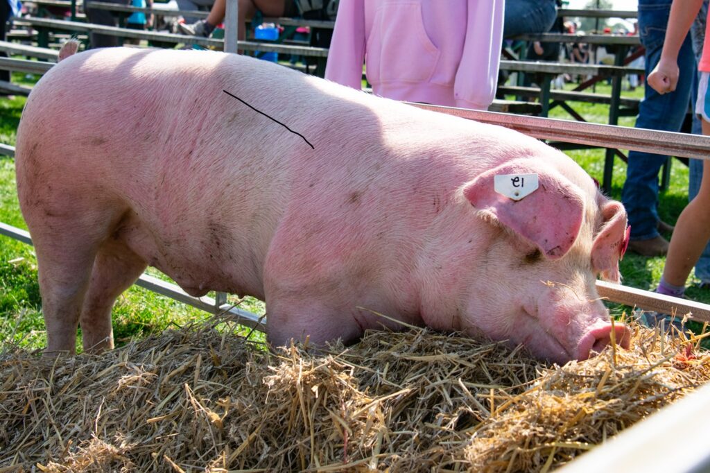 Welcome to the Glencoe Fair