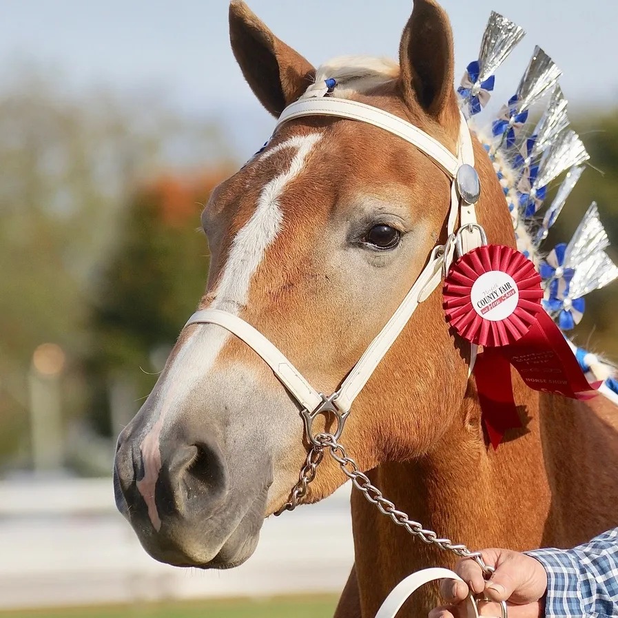 Welcome to the Norfolk County Fair & Horse Show