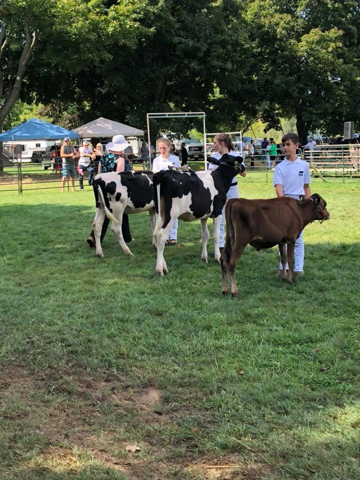 Judging at the Acton Fall Fair