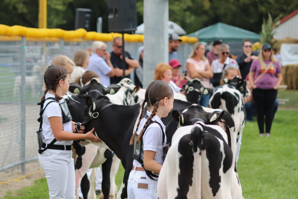 Being judged at the New Hamburg Fall Fair