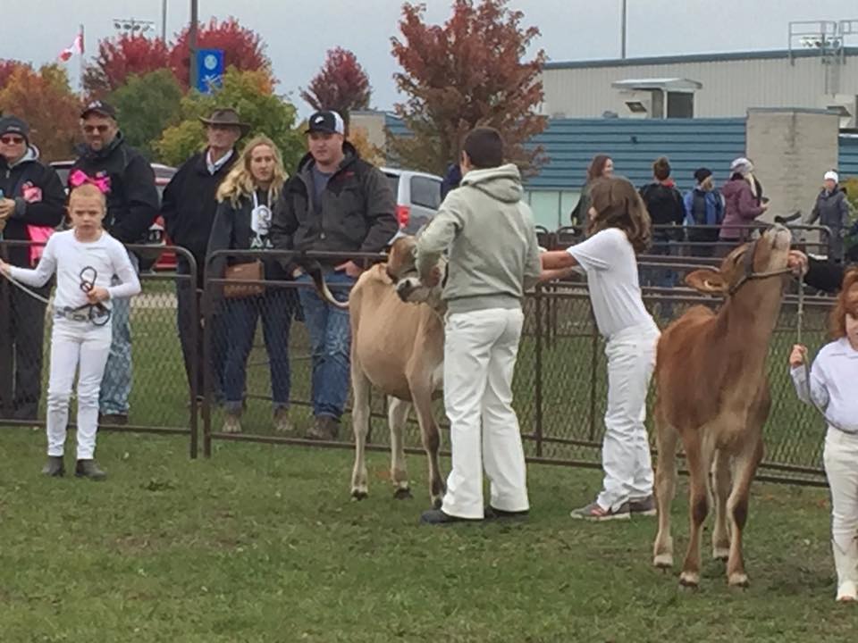 Calf judging at the Norwood Fall Fair