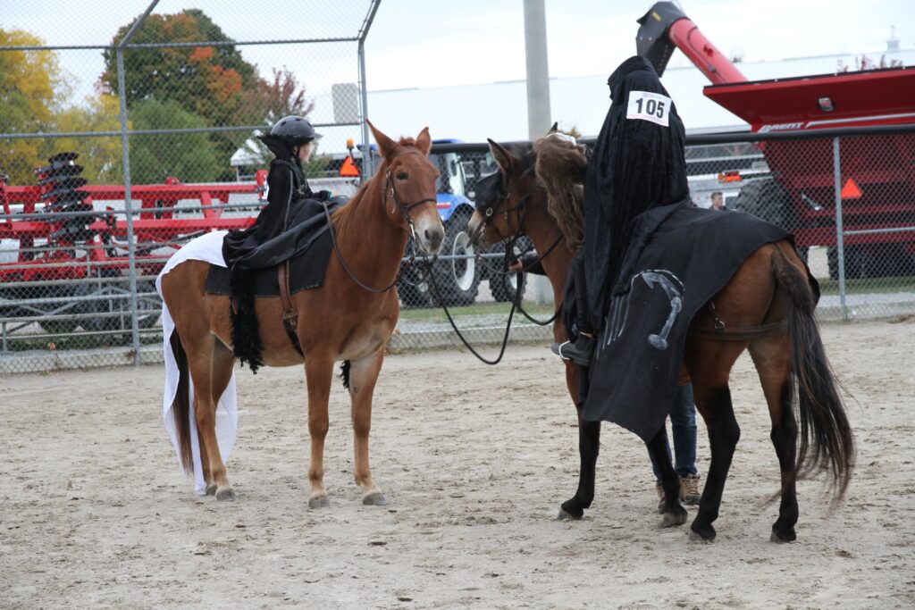 Horses at the Elmvale Fall Fair