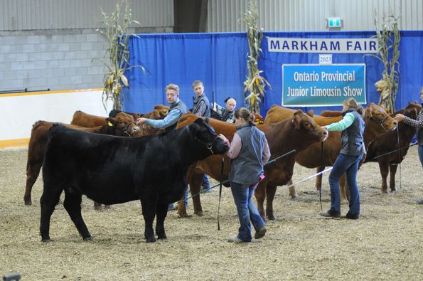 Being judged at the Markham Fair