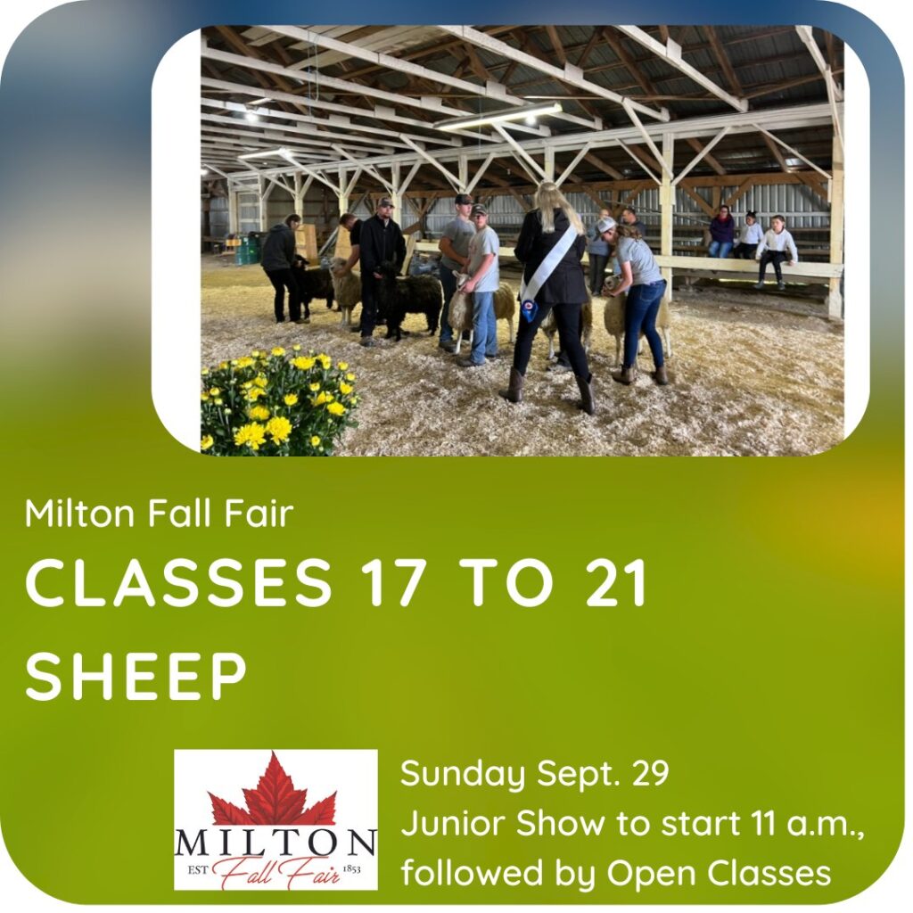 Sheep classes