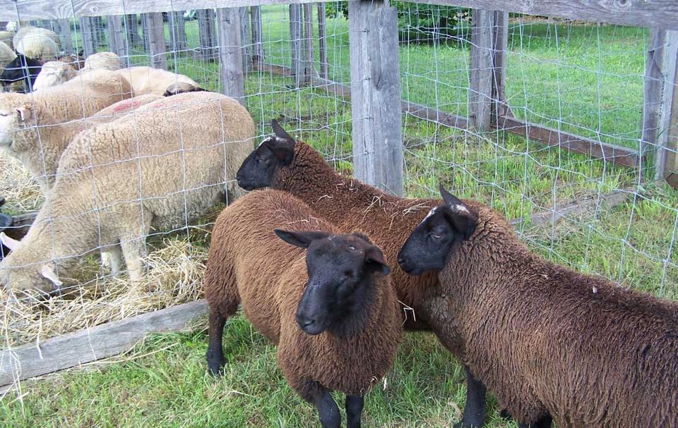 Haliburton County Fair