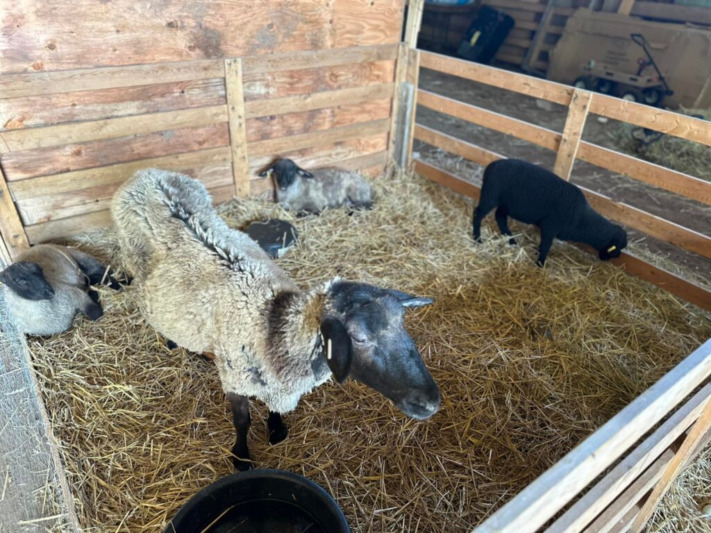 Howick Turnberry Fall Fair