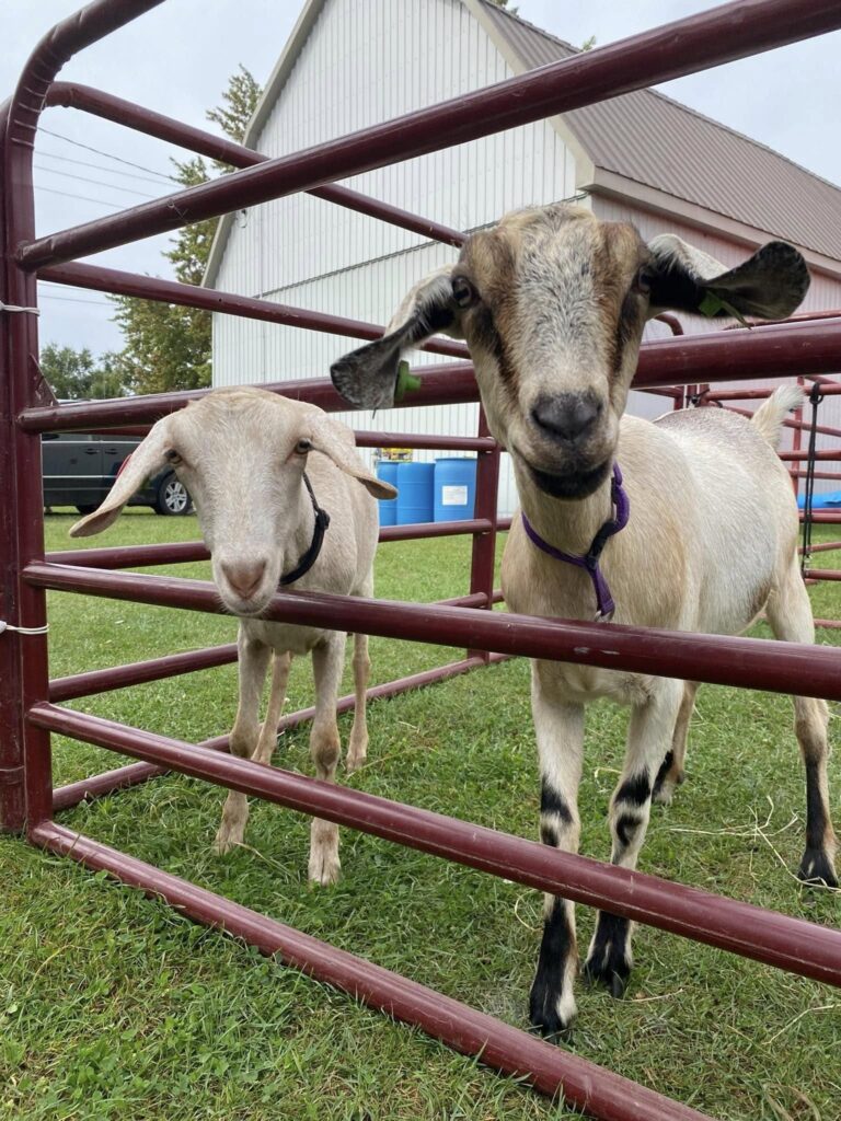 Houghton Fair