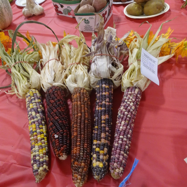 Wainfleet Fall Fair
