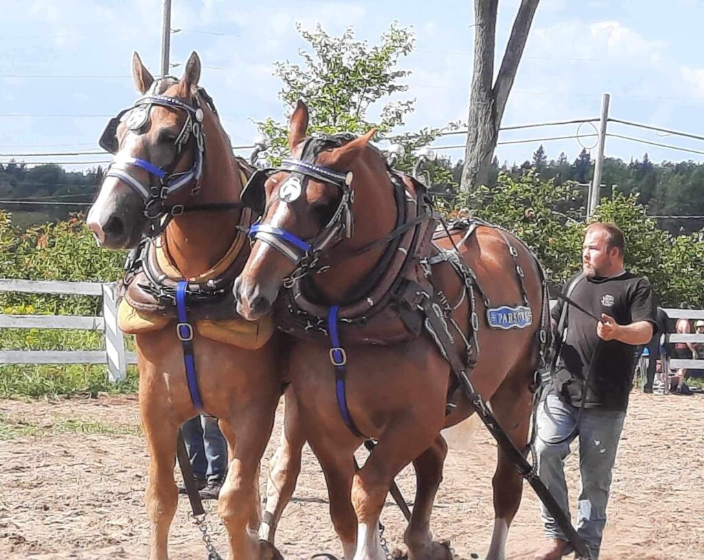 Powassan Fall Fair - Horse Pull