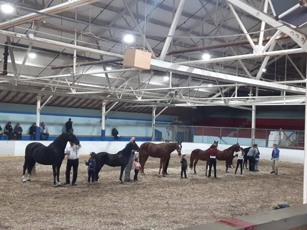 Horse judging at the Walkerton Little Royal Fair