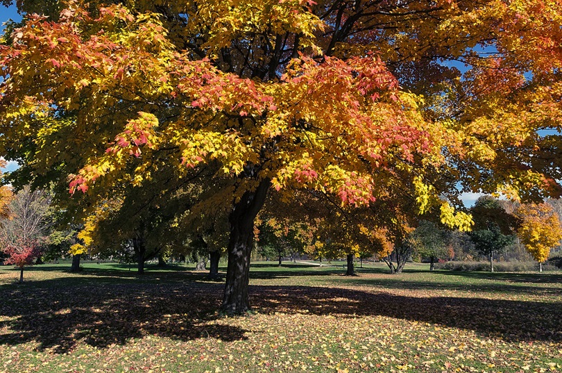 Gibbons Park - Fall in The Forest City