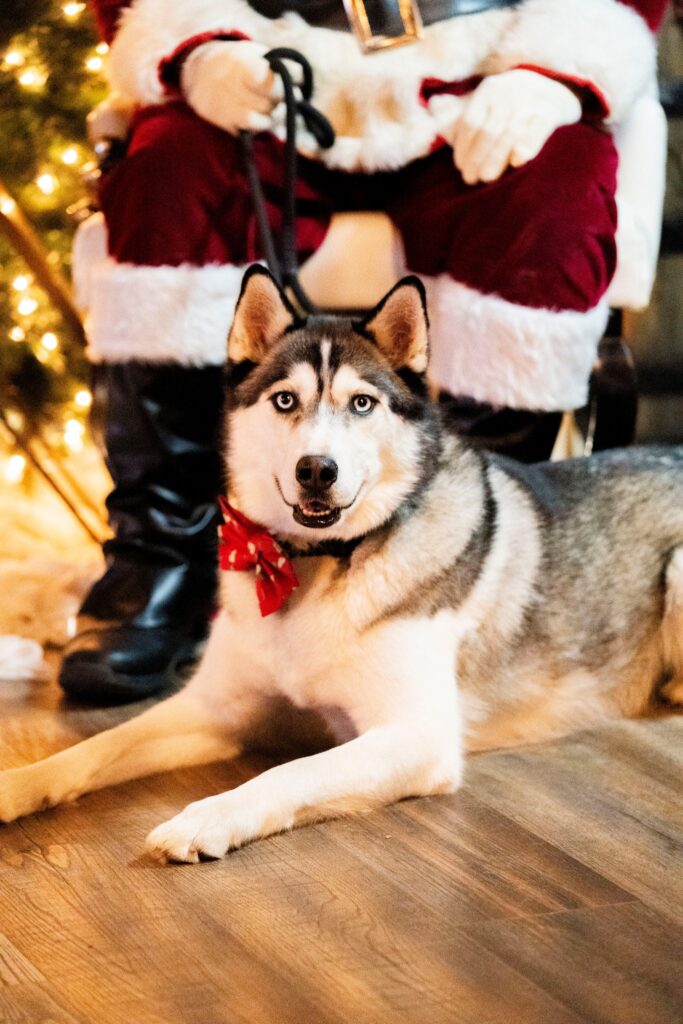 Stratford Jingle Paws Holiday Market