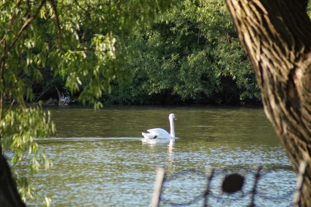 Swan on the Avon River - Stratford