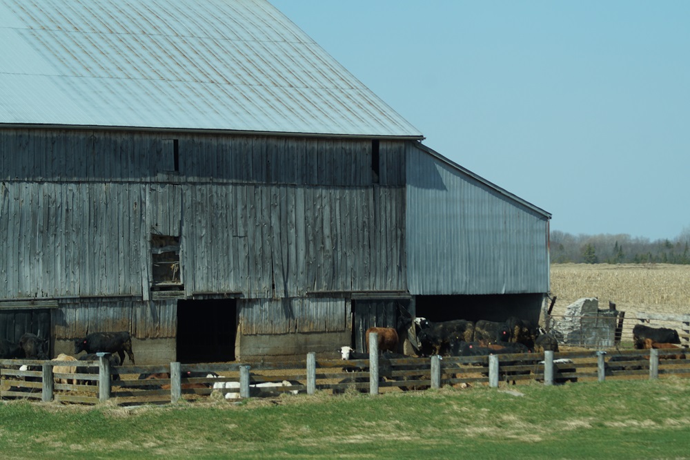 Ontario barns in use