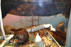 The Beaver exhibit at the Canadian Museum of Nature
