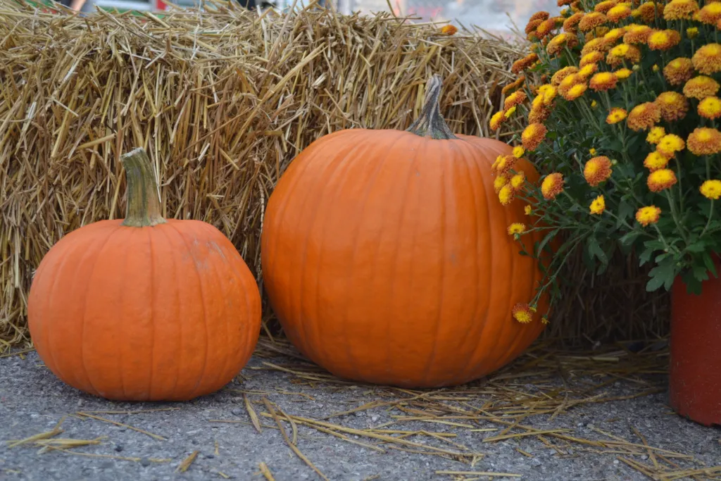 Big Pumpkins at the Burford Fair