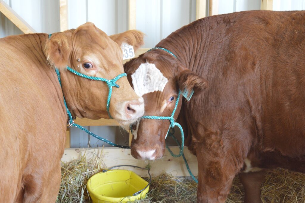 New Liskeard Fall Fair