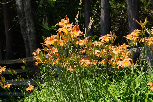 Tiger lilies along the side of the Forks of the Credit side road