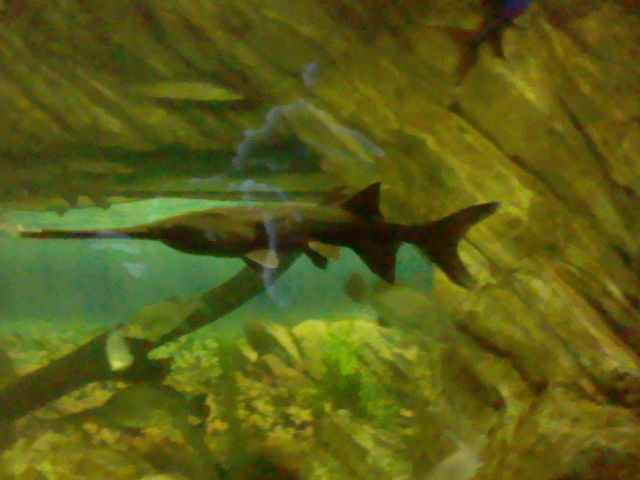 There's something fishy at the Ripley's Aquarium