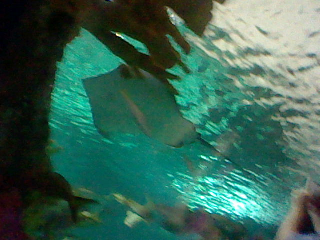 A ray floats by at Ripley's Aquarium