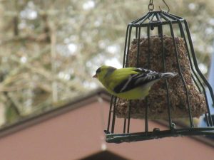 Gold Finch at the feeder