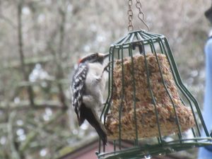 Woodpecker at our feeder