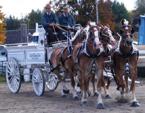 Four heavy horses pulling a show wagon