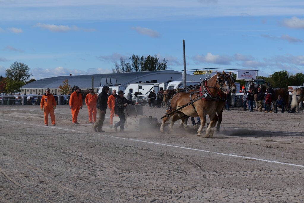 Horse Pull Event