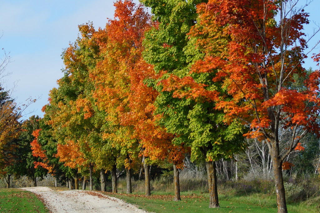 Cavalcade of Colours - Autumn Routes 