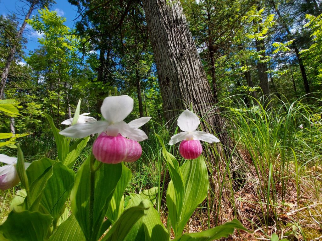Spring and Summer in Mississippi Mills - Spring in Lanark County